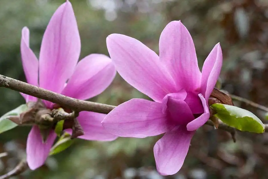 What are the top health benefits of Magnolia  liliiflora extract?